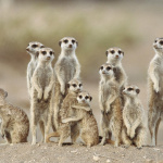 meercats