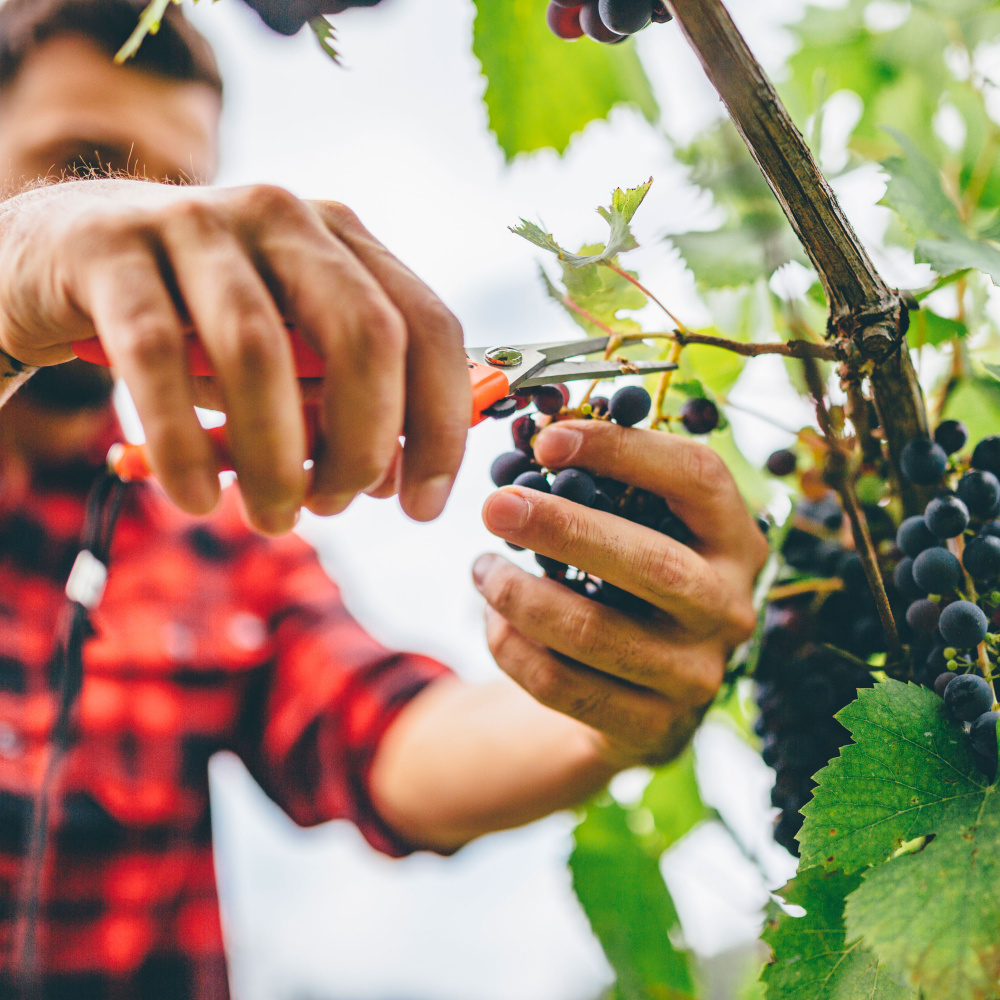 Man harvesting grapes off a lush vine