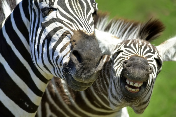 laughing zebras